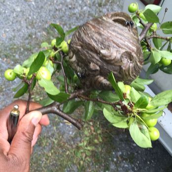 Global Pest Solutions - HORNETS - Pest Control Near Me - Nyack, New York
