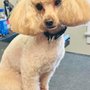 Soapy Paws Dog Grooming