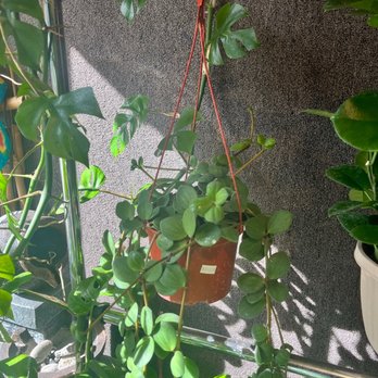 Houseplants and Plant Essentials. - Nurseries & Gardening Near Me - San Francisco, California Houseplants and Plant Essentials. - Nurseries & Gardening Near Me - San Francisco, California