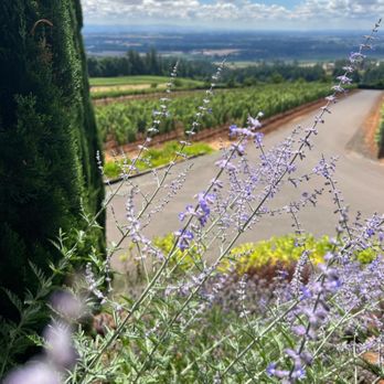 White Rose Estate - Wine Tasting Room Near Me - Dayton, Oregon