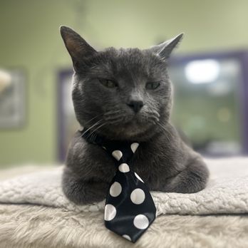 The Kitty Beautiful - Bongo! - Cafes Near Me - Orlando, Florida The Kitty Beautiful - Bongo! - Cafes Near Me - Orlando, Florida