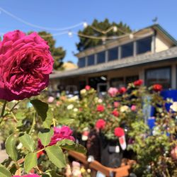 Sloat Garden Center