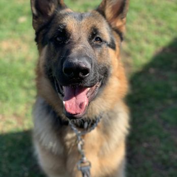 It's A Dog's World K-9 Academy - Pet Training Near Me - Glendora, California