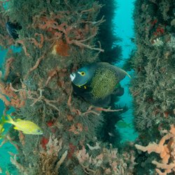American Dream Dive Charters
