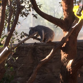 Sydney Wildlife World - Koala - Zoos Near Me - Darling Harbour, NSW