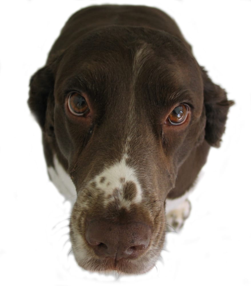 PAWS ‘N GO Updated August 2024 10 Reviews Eugene, Oregon Pet