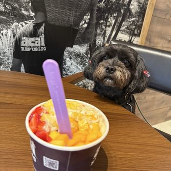 Acai Republic - Even Puddles gives it a big thumbs up - Acai Bowls Near Me - Whittier, California
