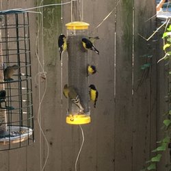 Wild Birds Unlimited - Lesser Goldfinches enjoying Nyjer seed in our mesh Finch Feeder!
