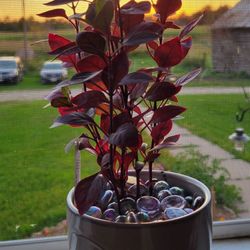The Wild Iris Gifts & Botanicals - My baby ruby plant that the owner replanted for me and added gems
