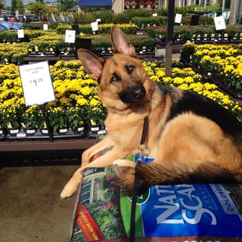 Tye German Shepherds - Out at Home Depot... Such a great girl! - Pet Breeders Near Me - Canton, Georgia