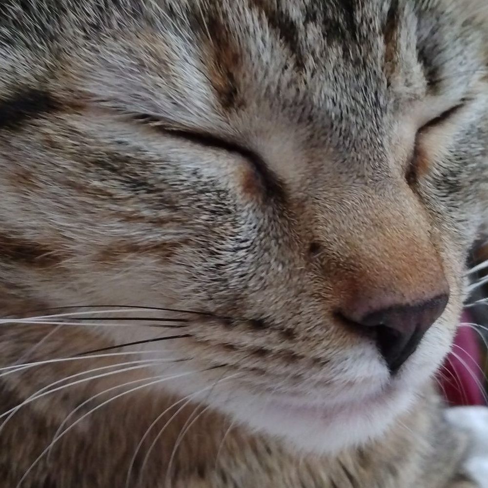 Planned Pethood International - Lucky Star my sweet girl was spayed MEOW - Veterinarians Near Me - Conifer, Colorado Planned Pethood International - Lucky Star my sweet girl was spayed MEOW - Veterinarians Near Me - Conifer, Colorado