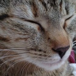 Planned Pethood International - Lucky Star my sweet girl was spayed MEOW