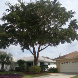 Stillman's Tree Service - Oak Trim Job In West Bradenton
