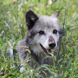 Bring a telephoto lens to get around the fence!