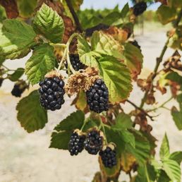 Ripe on the vine Ripe on the vine