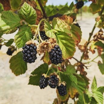 Pease Ranch - Ripe on the vine - Fruits & Veggies Near Me - Brentwood, California Pease Ranch - Ripe on the vine - Fruits & Veggies Near Me - Brentwood, California