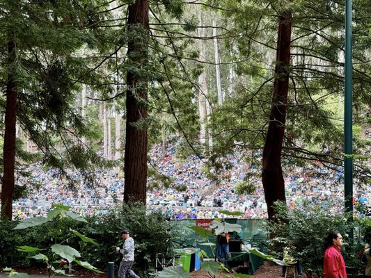 Stern Grove Festival by null