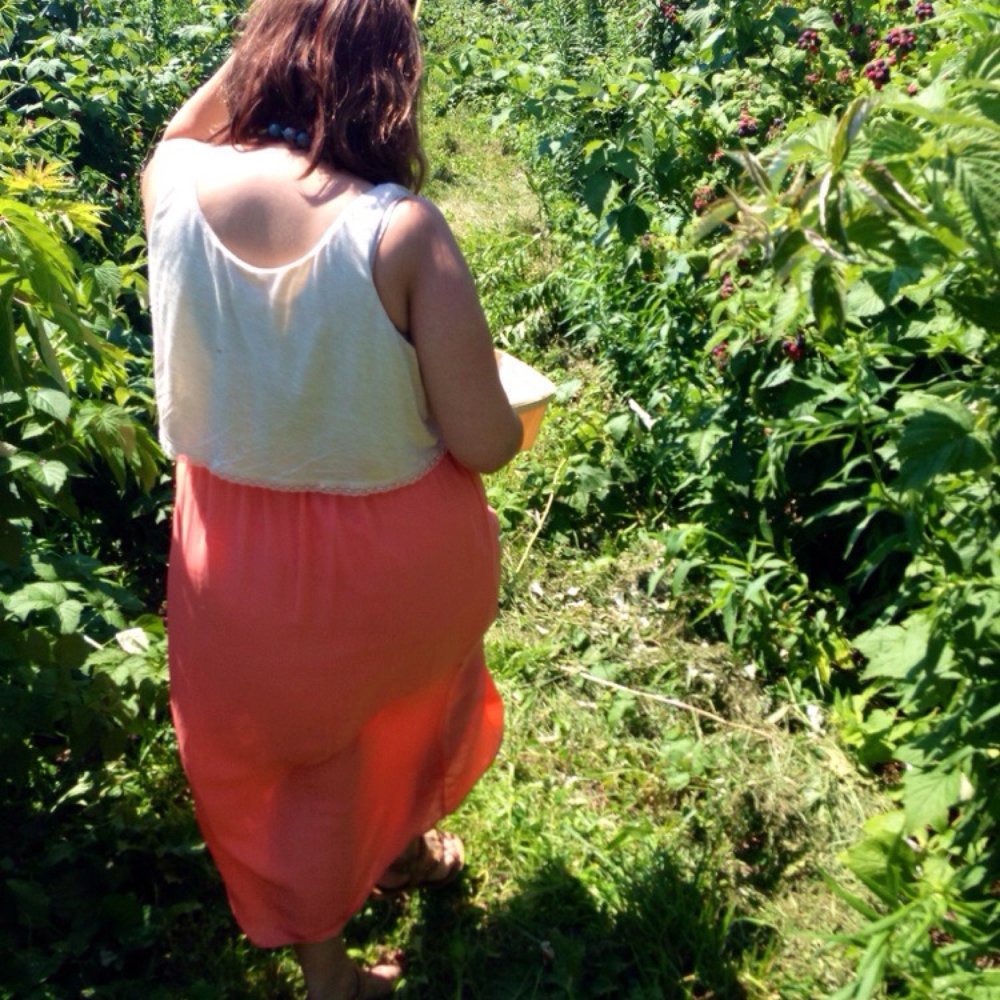 Hurd Orchards - Picking black raspberries - Fruits & Veggies Near Me - Holley, New York Hurd Orchards - Picking black raspberries - Fruits & Veggies Near Me - Holley, New York