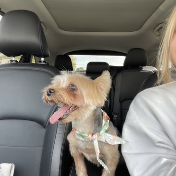 Paws At Main - Pet Groomers Near Me - Corona, California Paws At Main - Pet Groomers Near Me - Corona, California