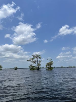 McGee's Louisiana Swamp & Airboat Tours by null