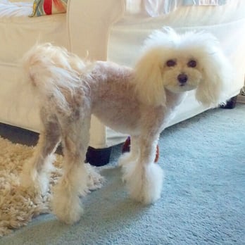 OC Happy Tails - Here's my Lola after one of my favorite grooming styles from O C Happy Tails. It's exactly what I wanted! I love it! - Pet Groomers Near Me - Dana Point, California OC Happy Tails - Here's my Lola after one of my favorite grooming styles from O C Happy Tails. It's exactly what I wanted! I love it! - Pet Groomers Near Me - Dana Point, California