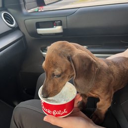 ows a dachshund eating ice cream
