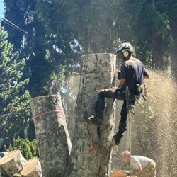 Williams Tree & Stump Removal