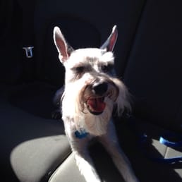 My Mini schnauzer looks great! My Mini schnauzer looks great!