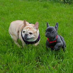 Field of Dogs