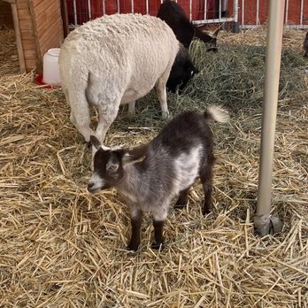 Moore Pumpkin Patch - Cutie little goat - Pumpkin Patches Near Me - Livermore, California Moore Pumpkin Patch - Cutie little goat - Pumpkin Patches Near Me - Livermore, California