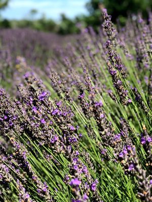 Beach Plum Farm by null