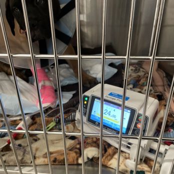 VEG ER for Pets - My baby getting well - Emergency Pet Hospital Near Me - Paramus, New Jersey