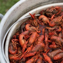Ragin' Cajun