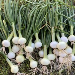 Penton Farms