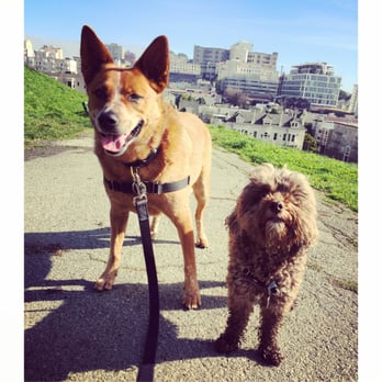 Delighted Pets - Dog Walkers Near Me Delighted Pets - Dog Walkers Near Me