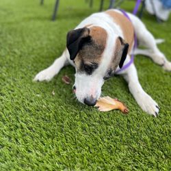 Fatguy Southern Kitchen - The staff gave our dog a pork bone. She gave it 5 stars!