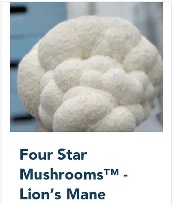 Four Star Mushrooms by null