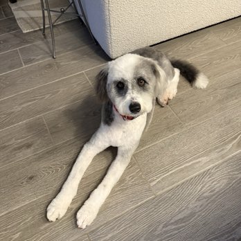 The Best Pet Spa - Pet Groomers Near Me - Anna Tx, Texas The Best Pet Spa - Pet Groomers Near Me - Anna Tx, Texas