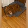 Photo of Majays Dog Bathing