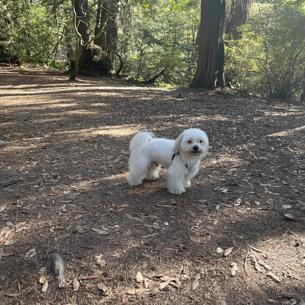 THE BEST 10 Dog Agility Training in Solano County, CA - Quality &  Affordability - Updated 2026 - Yelp