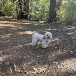 Dodger's Paws - Hobi on a hike