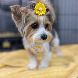 Happy Paws Pet Spa