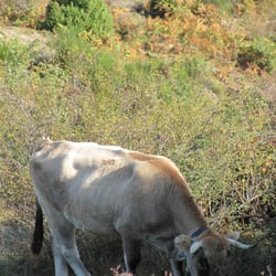 La Grajera - An Udderly Difficult Situation!