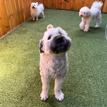 Yardstick Dog Hotel - Outside play area (and another great picture of our boy!) - Pet Boarding Near Me - Nashville, Tennessee Yardstick Dog Hotel - Outside play area (and another great picture of our boy!) - Pet Boarding Near Me - Nashville, Tennessee