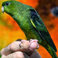 Avian store near me Clearance