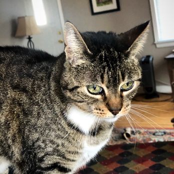 Comfort Zone Sitters - Pet Sitting Near Me Comfort Zone Sitters - Pet Sitting Near Me