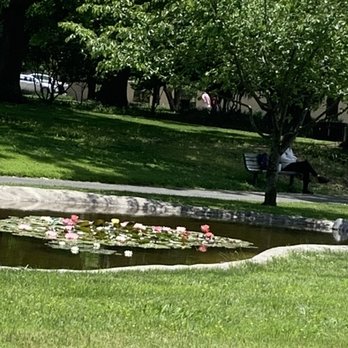 Julliard Park - Beautiful water lilies - Parks Near Me - Santa Rosa, California
