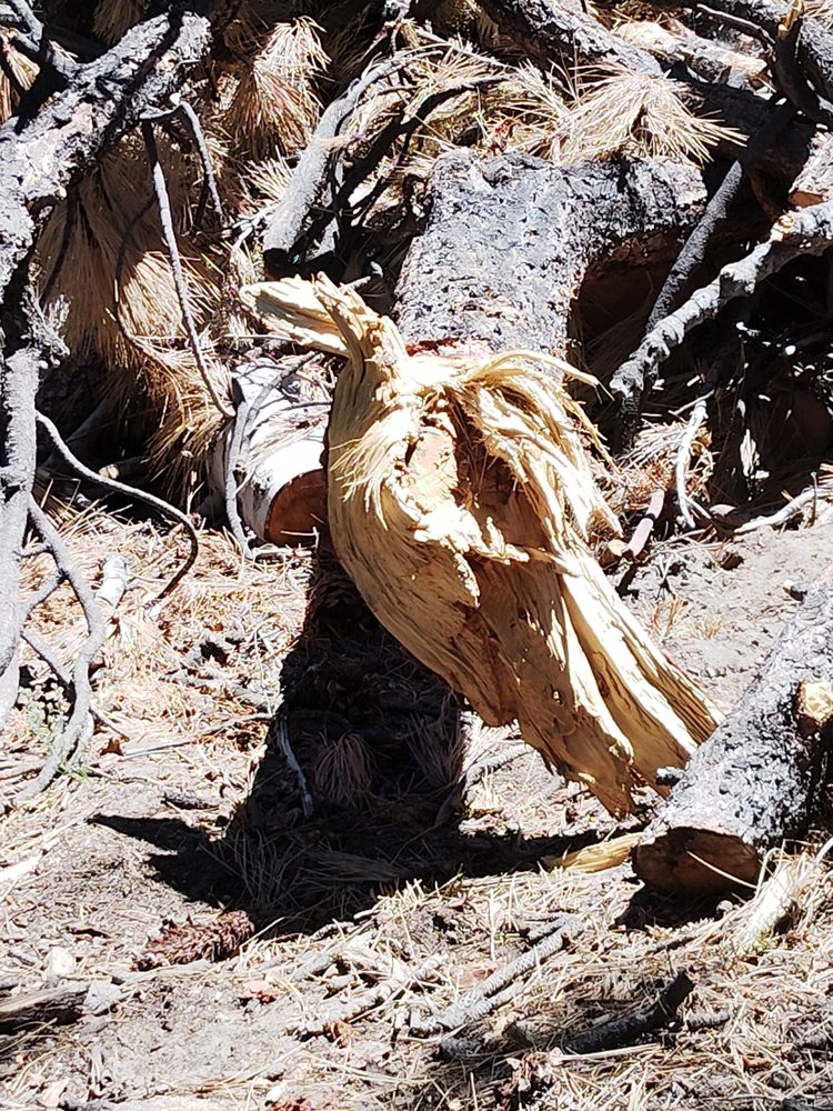 Lower Galena Creek Trail - Jones-Whites Loop - Church's Pond Logo