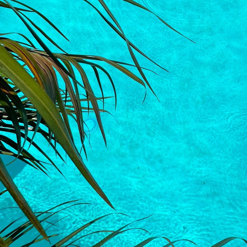 Bella Blu’ Pools - Tropical waters facelift by Jordan - Pool Cleaners Near Me