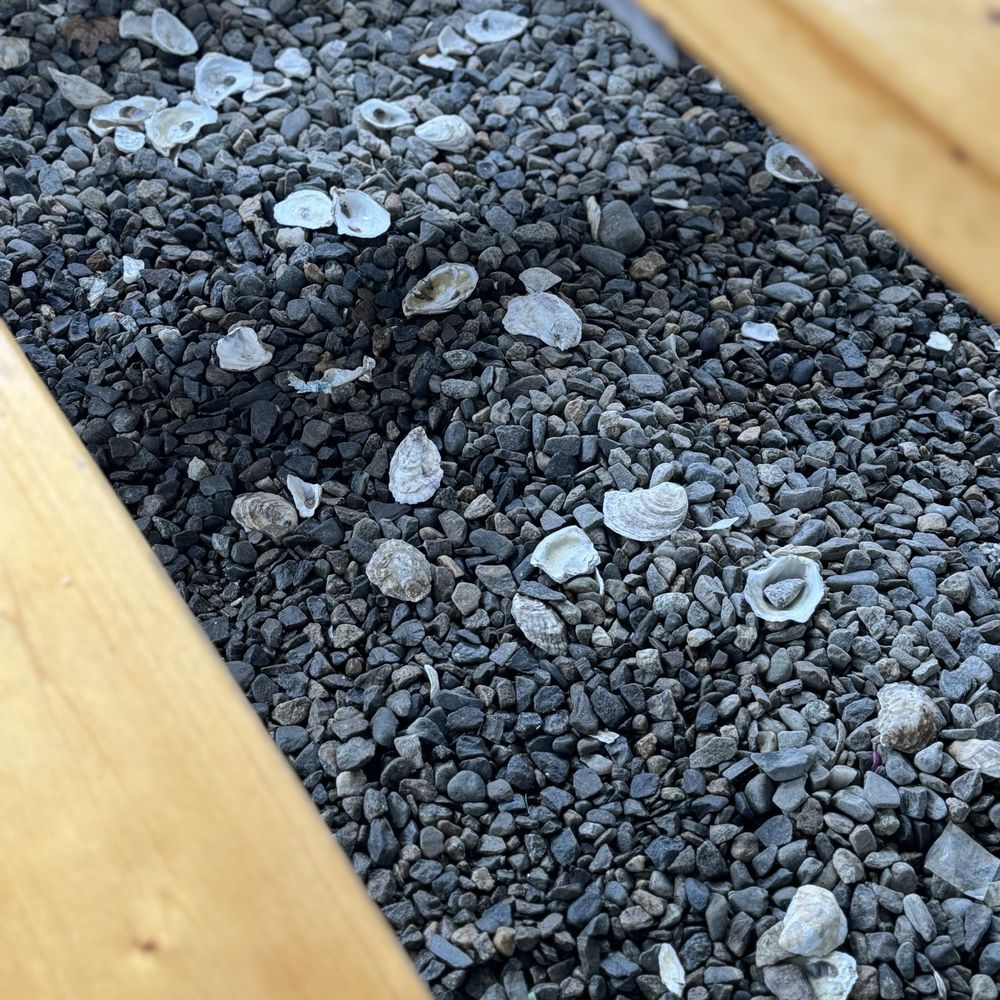 Shuck Station - Shuck'en on the ground - Seafood Near Me - Newcastle, Maine